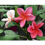 Bloemen-flowers Plumeria rubra Jubilee - Frangipani - Temple tree