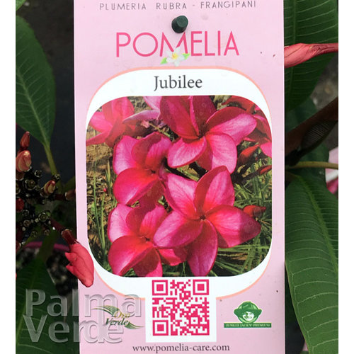 Bloemen-flowers Plumeria rubra Jubilee - Frangipani - Tempelboom