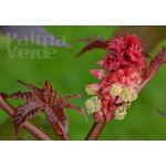 Bloemen-flowers Ricinus communis - Miracle tree