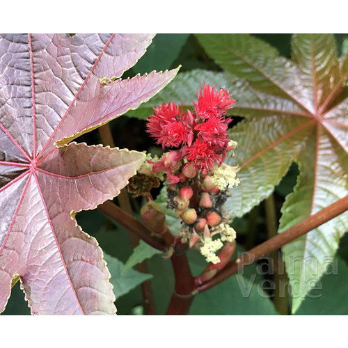 Bloemen-flowers Ricinus communis - Miracle tree