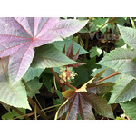 Bloemen-flowers Ricinus communis - Miracle tree