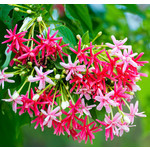 Bloemen-flowers Quisqualis indica - Rangoon creeper