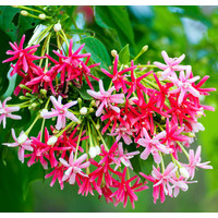 Bloemen-flowers Quisqualis indica
