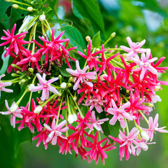 Bloemen-flowers Quisqualis indica - Rangoon creeper