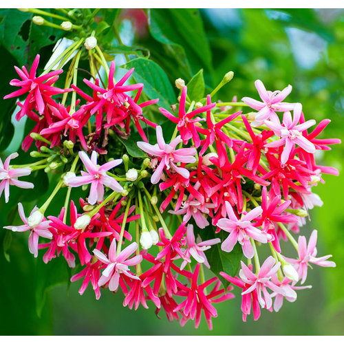 Bloemen-flowers Quisqualis indica - Rangoon creeper