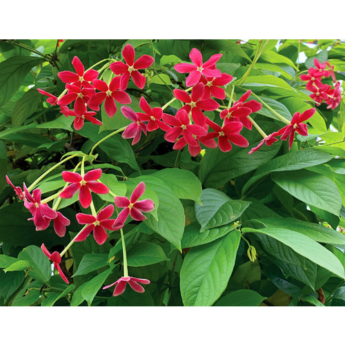 Bloemen-flowers Quisqualis indica - Rangoon creeper