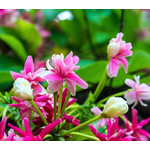 Bloemen-flowers Quisqualis indica - Rangoon creeper