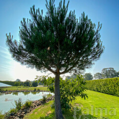 Bomen-trees Pinus pinea - Pine