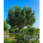 Bomen-trees Pinus pinea - Pine