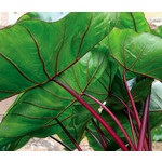 Blad-leaf Colocasia esculenta Hawaiian Punch - Elephant Ear