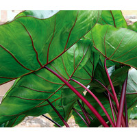 Blad-leaf Colocasia esculenta Hawaiian Punch - Oreille d'éléphant