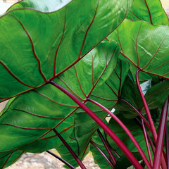 Blad-leaf Colocasia esculenta Hawaiian Punch - Oreille d'éléphant