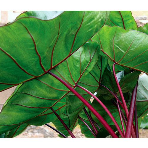 Blad-leaf Colocasia esculenta Hawaiian Punch - Olifantenoor