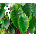 Blad-leaf Colocasia esculenta Hawaiian Punch - Elephant Ear