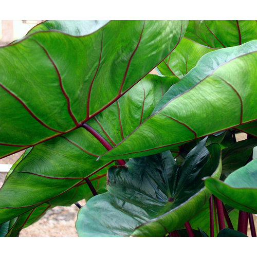 Blad-leaf Colocasia esculenta Hawaiian Punch - Elephant Ear