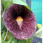 Bloemen-flowers Aristolochia gigantea