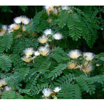 Bloemen-flowers Albizia coreana - Koreaanse zijdeboom