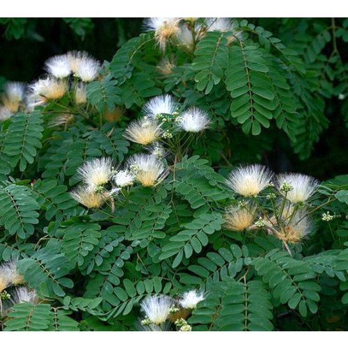 Bloemen-flowers Albizia coreana - Korean silk tree