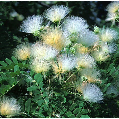 Bloemen-flowers Albizia coreana - Korean silk tree