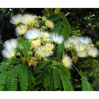 Bloemen-flowers Albizia kalkora - Kalkora mimosa