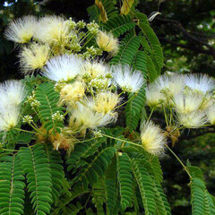 Bloemen-flowers Albizia kalkora - Albizia de Kalkora