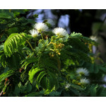 Bloemen-flowers Albizia kalkora - Albizia de Kalkora