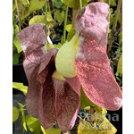 Bloemen-flowers Aristolochia gigantea