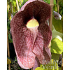 Bloemen-flowers Aristolochia gigantea - Giant Pipevine
