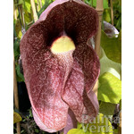 Bloemen-flowers Aristolochia gigantea - Pijpbloem