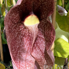Bloemen-flowers Aristolochia gigantea - Giant Pipevine