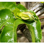 Eetbare tuin-edible garden Passiflora edulis - Grenadille
