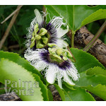Eetbare tuin-edible garden Passiflora edulis - Grenadille