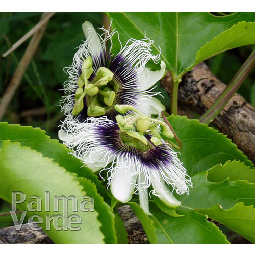 Eetbare tuin-edible garden Passiflora edulis - Grenadille