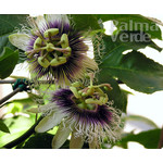 Eetbare tuin-edible garden Passiflora edulis - Grenadille