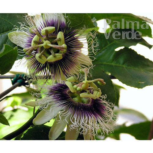 Eetbare tuin-edible garden Passiflora edulis - Grenadille