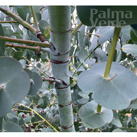 Bomen-trees Eucalyptus perriniana - Arbre d'eucalyptus