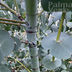 Bomen-trees Eucalyptus perriniana - Arbre d'eucalyptus