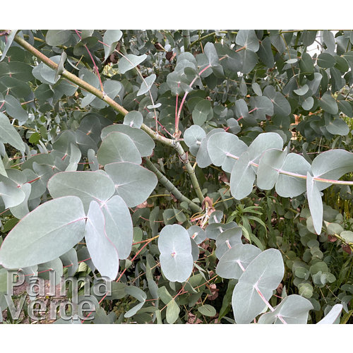 Bomen-trees Eucalyptus perriniana - Arbre d'eucalyptus