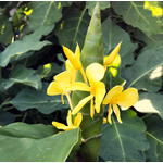 Bloemen-flowers Hedychium wardii - Gember