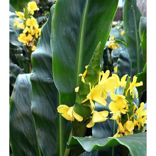 Bloemen-flowers Hedychium wardii - Ginger