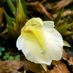 Bloemen-flowers Zingiber mioga - Japanese ginger
