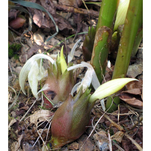 Bloemen-flowers Zingiber mioga - Japanese ginger