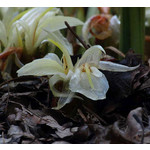 Bloemen-flowers Zingiber mioga - Japanese ginger