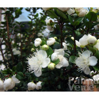 Bloemen-flowers Myrtus communis Microphylla - Myrte juif