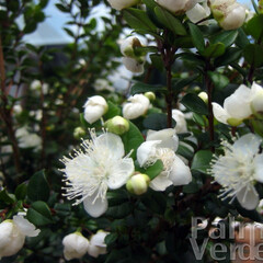 Bloemen-flowers Myrtus communis Microphylla - Mirte struik