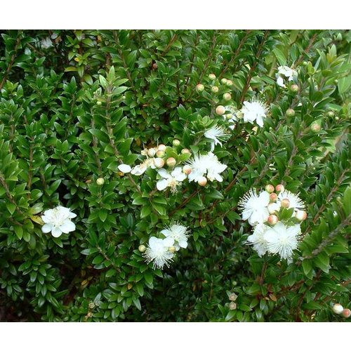 Bloemen-flowers Myrtus communis Microphylla