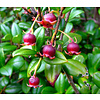 Eetbare tuin-edible garden Ugni molinae - Chilean guava