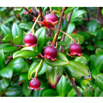 Eetbare tuin-edible garden Ugni molinae - Goyavier du Chili
