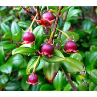 Eetbare tuin-edible garden Ugni molinae - Goyavier du Chili