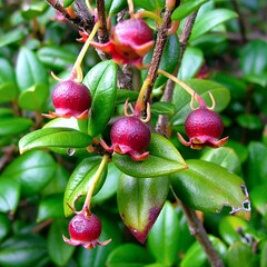 Eetbare tuin-edible garden Ugni molinae - Goyavier du Chili